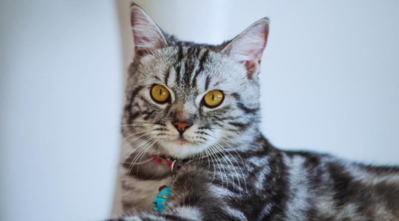 American Shorthair Cat