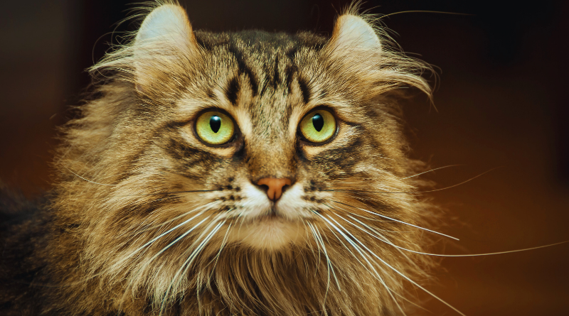 American Curl Cat