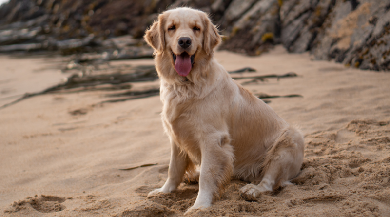 Golden Retriever Dog Breed Guide