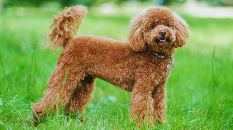 Poodle Dog