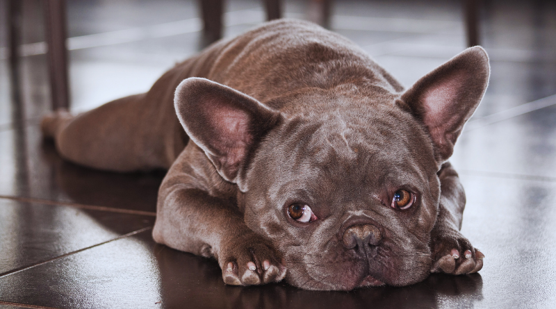 French Bulldog Dog Breed Guide