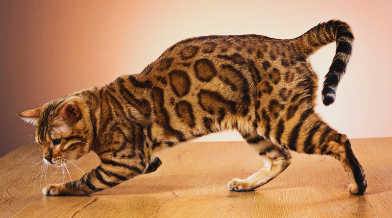 Bengal Cat Breed Guide