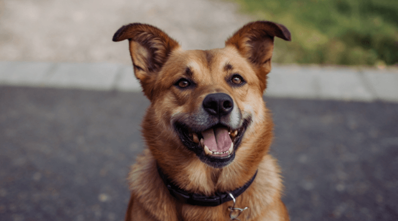 Dental Care for Pets