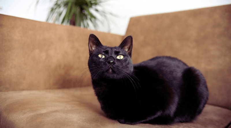 bombay cat