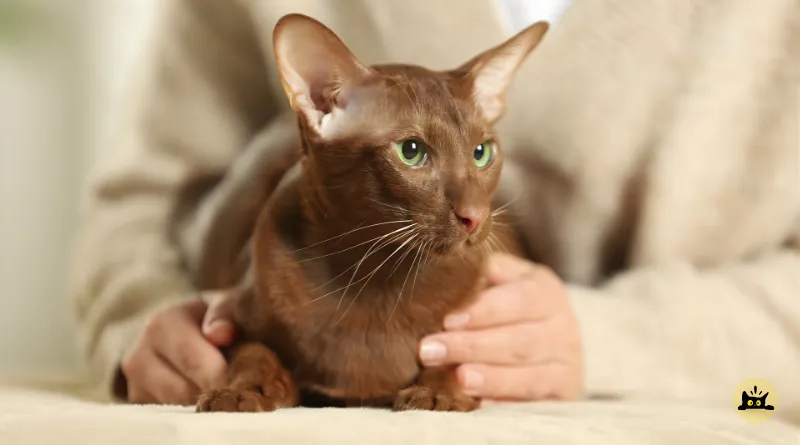 Oriental Shorthair Cat Breed Guide