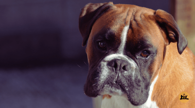 Boxer dogs for families