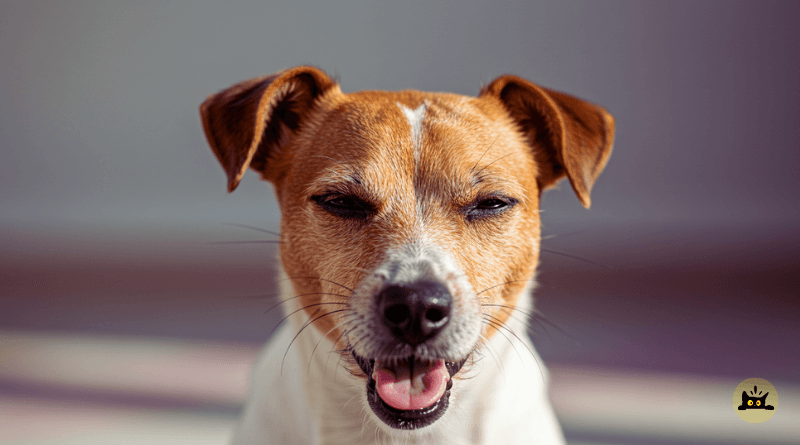 Home remedies for kennel cough