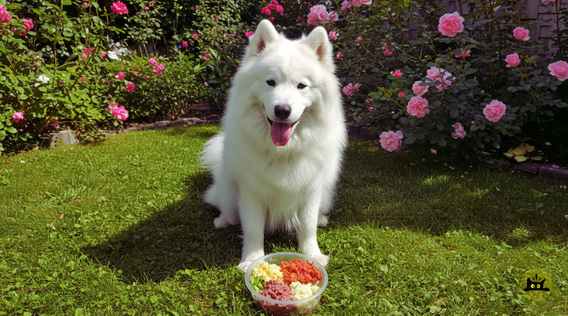 Why Dog Owners Are Switching to Raw Meals?
