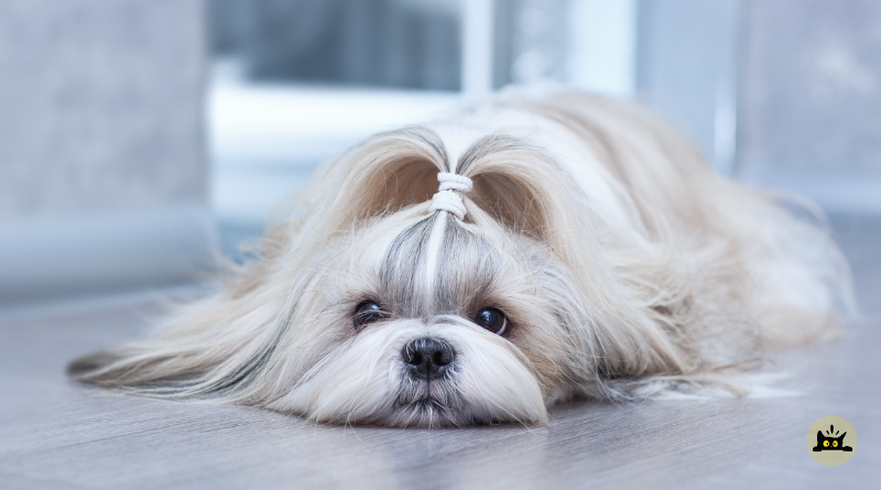 Shih Tzu dog breed guide