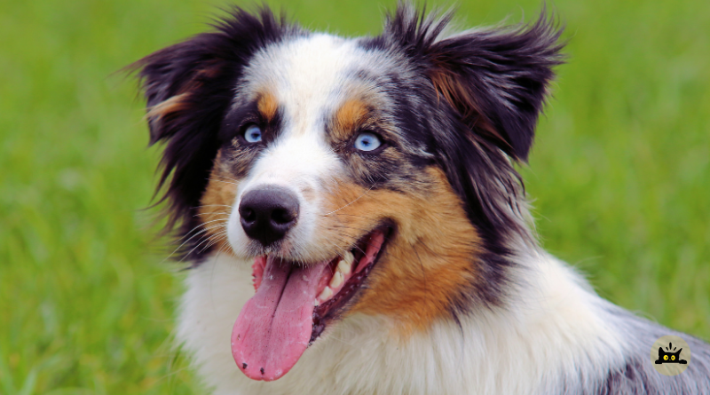 Australian Shepherd Dog Breed Guide