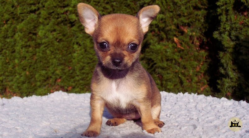 Chihuahua dog care guide