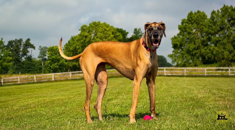 Great Dane