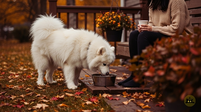 dog diabetes symptoms