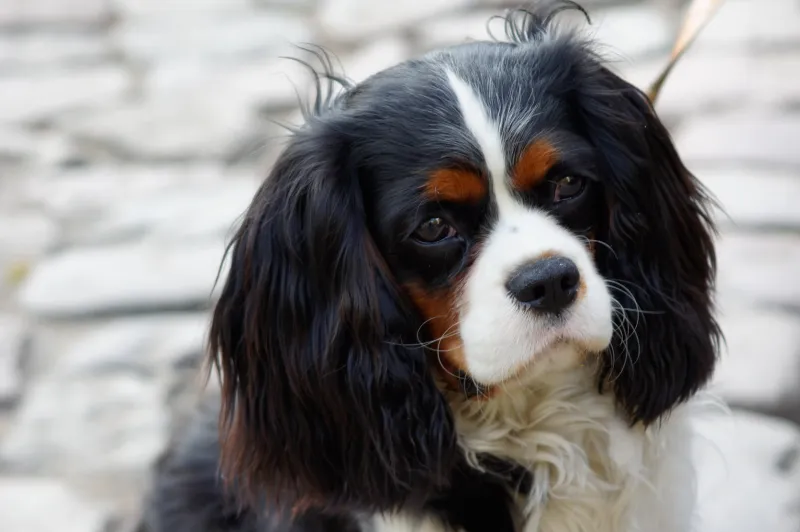 Cavalier King Charles Spaniel Dog Breed Guide